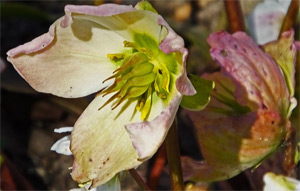 Christrose oder Nieswurz